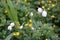 Unusually tender and beautiful snowdrops grow in the spring in the forest