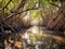 Unveiling the Ancient Mangrove Realmforest