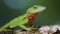 Unveiling the Colorful World of the Anole Lizard. Generative AI