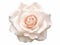 Unveiling Elegance: A Stunning Single White Rose Against a Pure White Backdrop