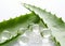 Unveiling the Healing Power of Aloe Vera: Stunning Photo of Leaf and Slices Reveals Nature\\\'s Miracle Plant