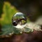 Unveiling the Magical Encounter of an Ant, Green Leaf, and Mesmerizing Bubble.AI generated