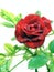 Unveiling the Red Rose\'s Beauty