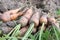 Unwashed Carrot in Field