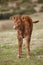 Unweaned calf grazing on the countryside. Farm industry. Bovine