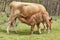 Unweaned calf suckling from his mother. Bovine cattle