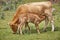 Unweaned calf suckling from his mother. Bovine cattle