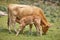 Unweaned calf suckling from his mother. Bovine cattle