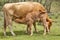 Unweaned calf suckling from his mother. Bovine cattle