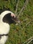 Up close African penguin