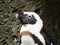 Up Close African Penguin Wet