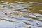 Up close with an American Crocodile