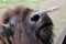 Up close bison portrait on travels