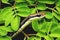 Up close a bronze back snake hiding at green leaf