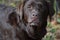 Up Close with a Chocolate Labrador Retriever Dog