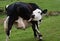 Up Close with a Cow Licking his Backside