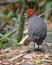 up close a Crimson Headed Partridge or Haematortyx Sanguiniceps is a species of birds in the family Phasianidae.