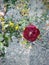 Up close Crimson Rose