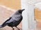 Up-Close Crow in Rainy Puddle