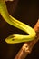 Up Close with a Deadly Green Mamba Snake