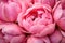 An up-close and detailed macro perspective of a budding pink peony flower, creating a floral background pattern