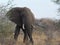 Up close Elephant