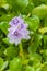 Up close on flowering Water Hyacinth Eichhornia Crassipes plant