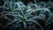 Up Close: Frost Crystals On A Spider Plant