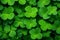 Up close green shamrock plant patrick grass leaf luck clover nature