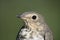 Up close with Grey-Cheeked thrush