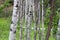 up close group of Aspen trees in the summer