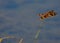 Up close with a Halloween Pennant Dragonfly