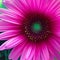 Up Close Image of a Pink Gerber Daisy