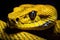 An up-close image showcasing the intricate details of a vibrant yellow snakes head, Yellow viper snake in close up and detail