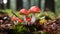 An up-close image of whimsical red and white toadstool mushrooms, reminiscent of scenes from a magical storybook