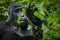 Up close look at the face of a silverback mountain gorilla as he chews on leaves.