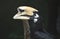 Up Close Look at a Large Hornbill Bird