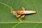 Up close a macro praying flower mantis on green leaf.