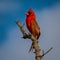 Up Close with a Male Cardinal