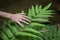 Up close, the man\\\'s hand touches the green fern leaves, feels relaxed, and misses the nature in the forest, not too far away