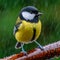 up close of outdoor great tit bird