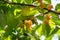 Up close photo of a bunch of ripe yellow cherries