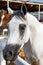 Up close photo of Gray Arabian horse`s face