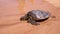 Up close photo of a green turtle on a Kamaole Beach III, Maui Hawaii.