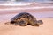 Up close photo of a green turtle on a Kamaole Beach III, Maui Hawaii.