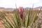 Up close photo of a Mojave Yucca flower ready to bloom.