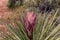 Up close photo of a Mojave Yucca flower ready to bloom