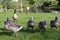 Up close photo of a pack grey Canada geese on a lawn