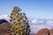 Up close photo pf a  blooming silversword flower