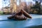 Up close photo of three long pine cones piled together